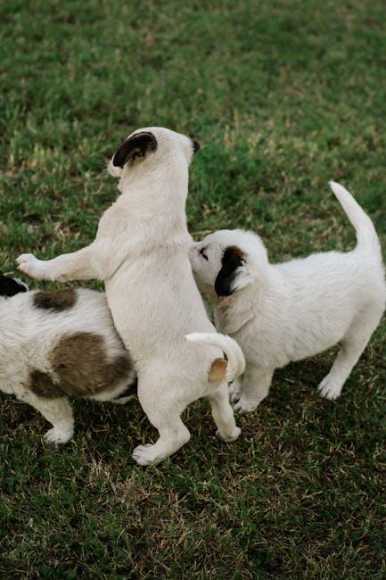 Creating a Positive Socialization Experience for ‍Your Puppy