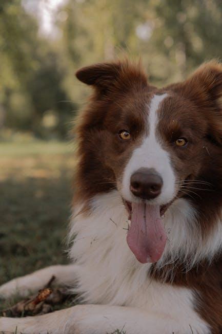 Practical Tips for Channeling Your Dogs Herding Instincts