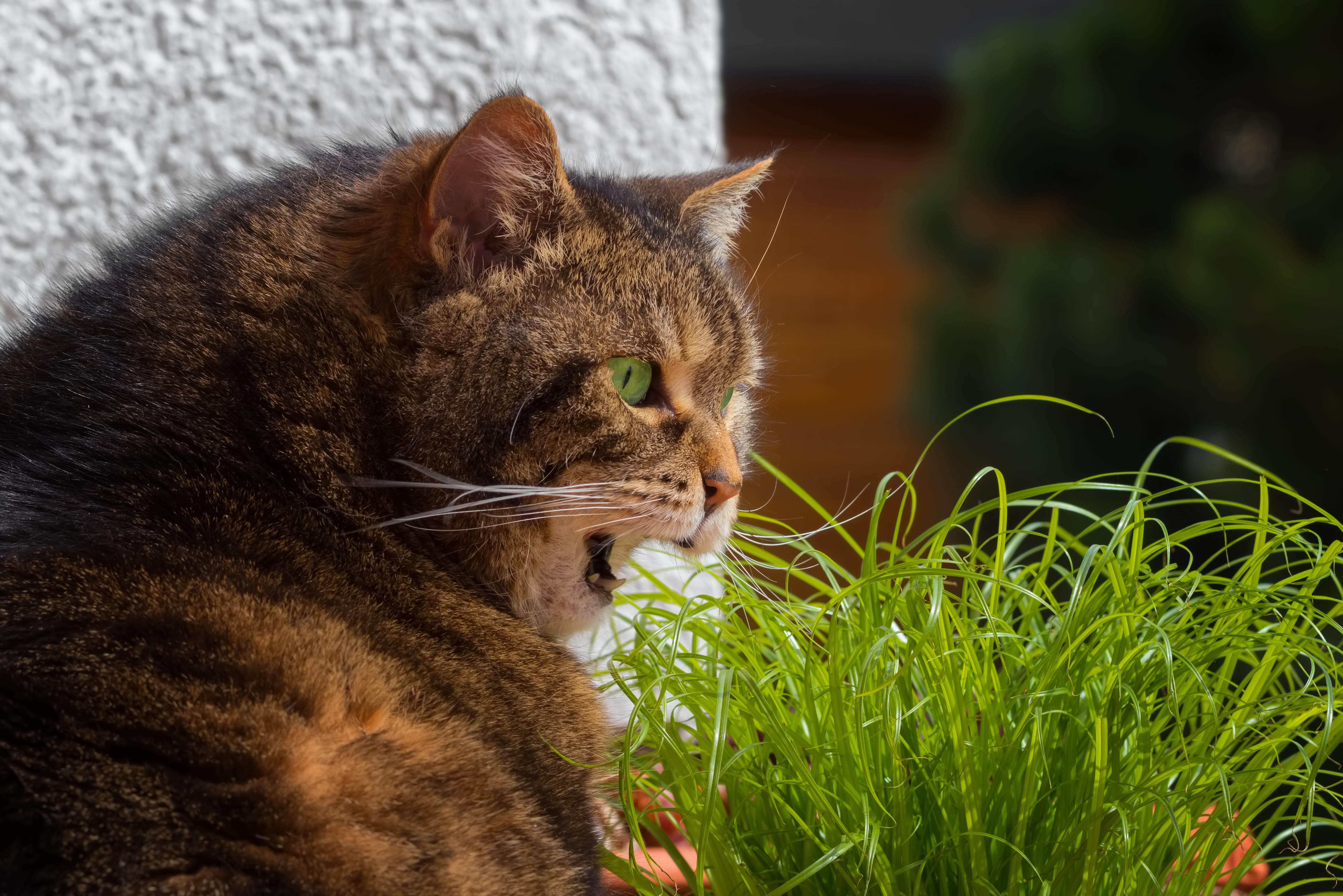 How Fear Triggers Aggressive Behaviors in Animals