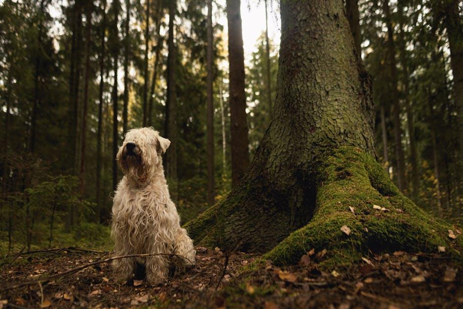 Creating a Digging Zone to Satisfy Your Dogs Natural Instincts