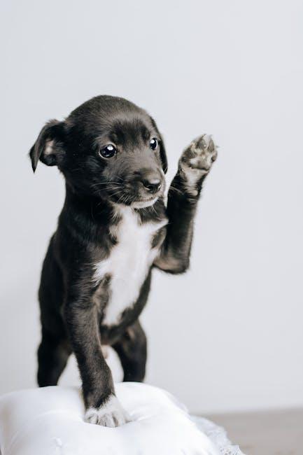 Mastering Commands with Kindness: Techniques for Effective Puppy Training