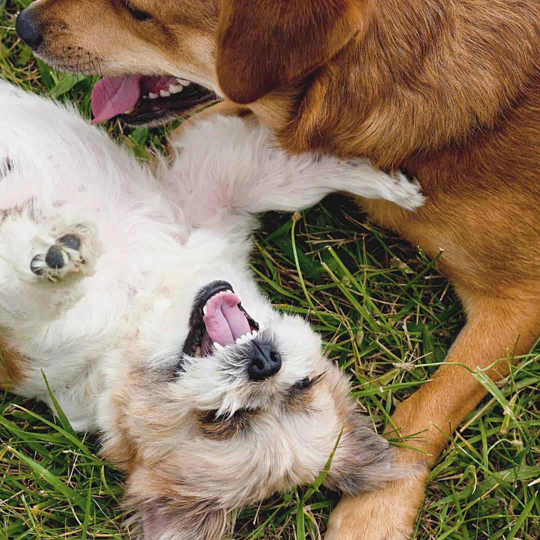 Understanding the Role of Treats in Dog Training Techniques