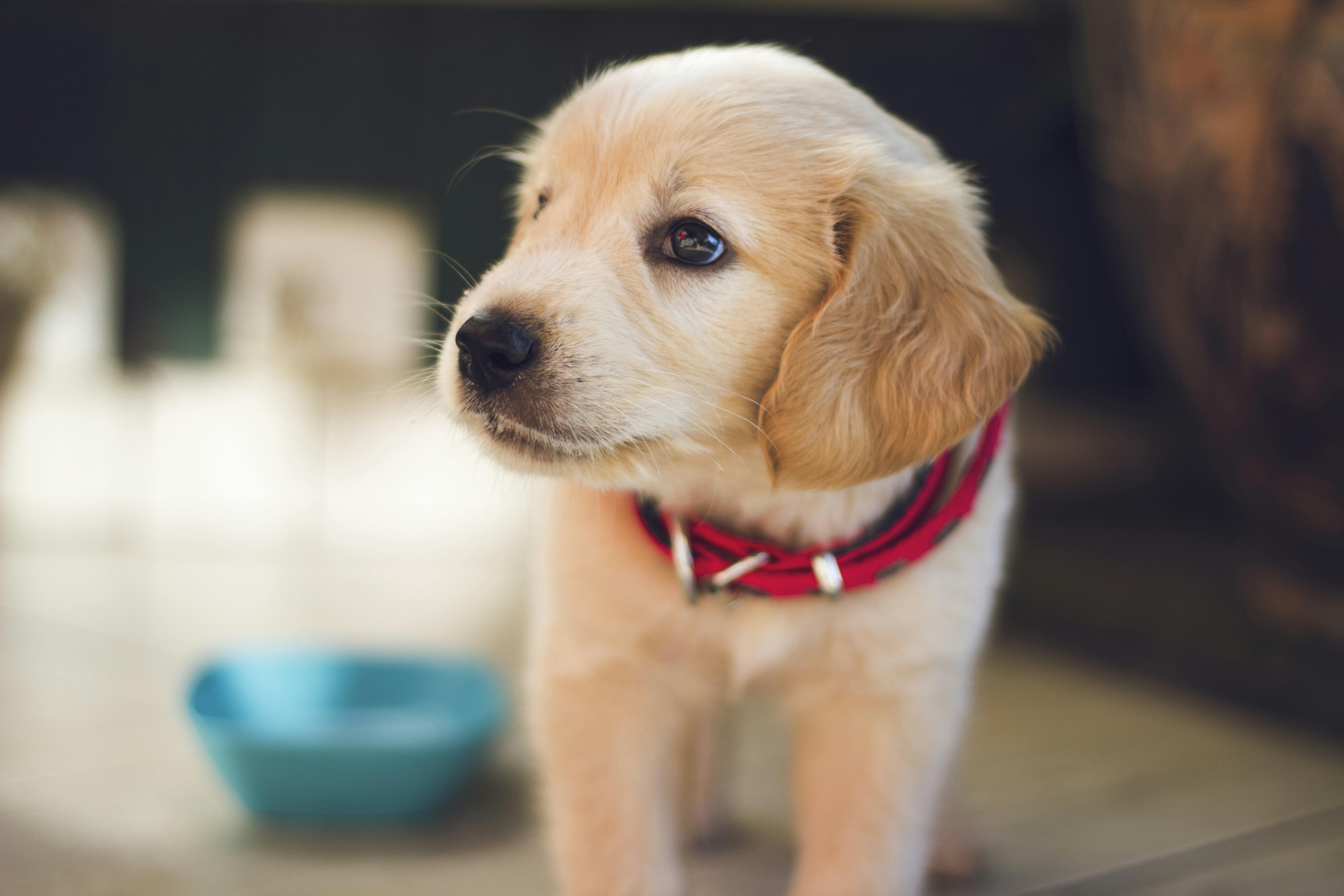 Introducing Your Puppy to People and Other Animals