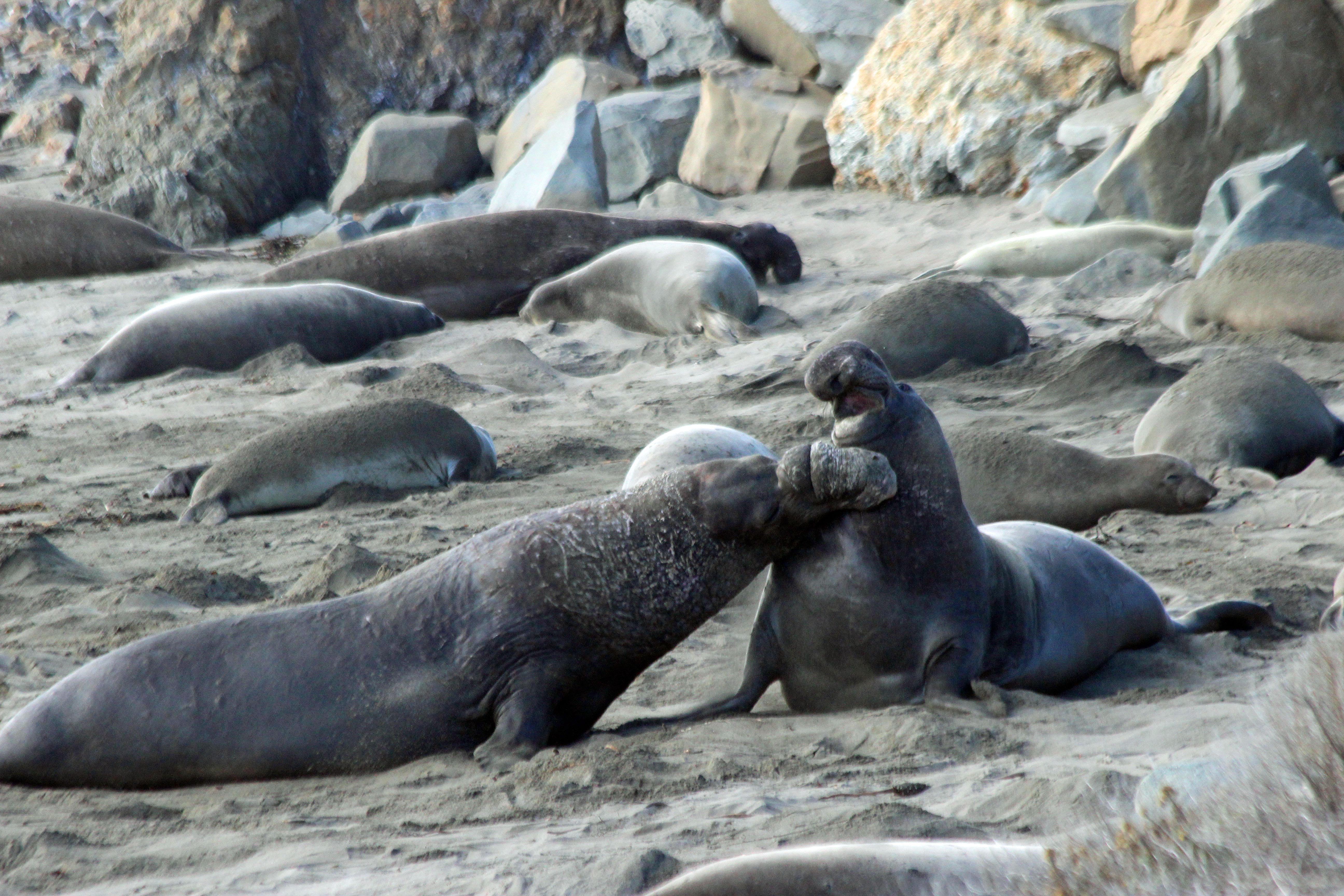 Understanding Dominance Behavior in Animals