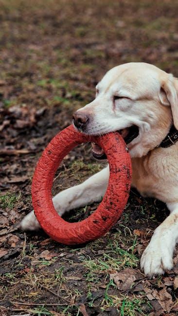 Exploring the Influence of Breeding on Dog Behavior