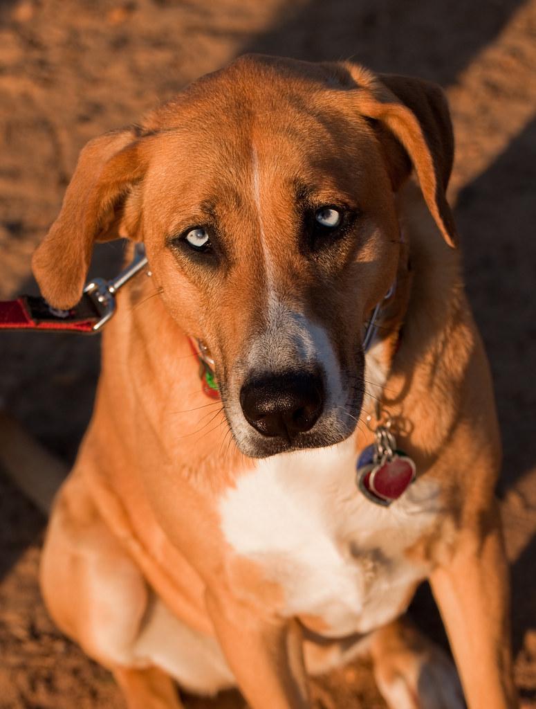 Understanding the Roots of Canine Timidity