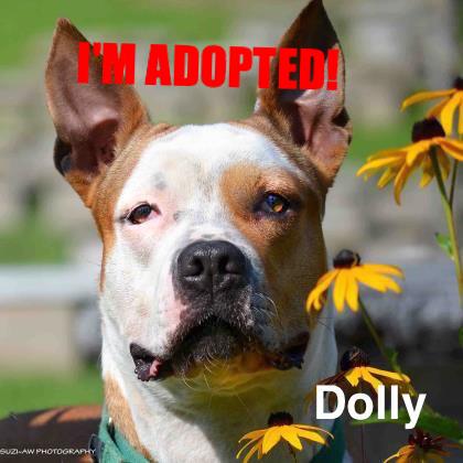 Engaging in Positive Reinforcement Techniques