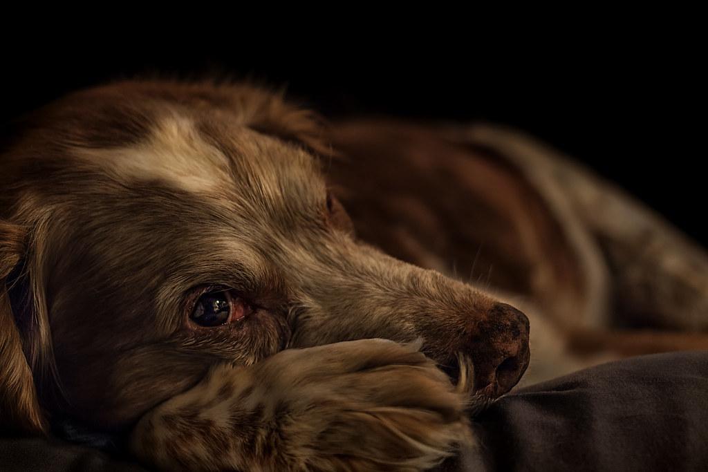 Creating a Safe and Comfortable Transition for Your Older Dog