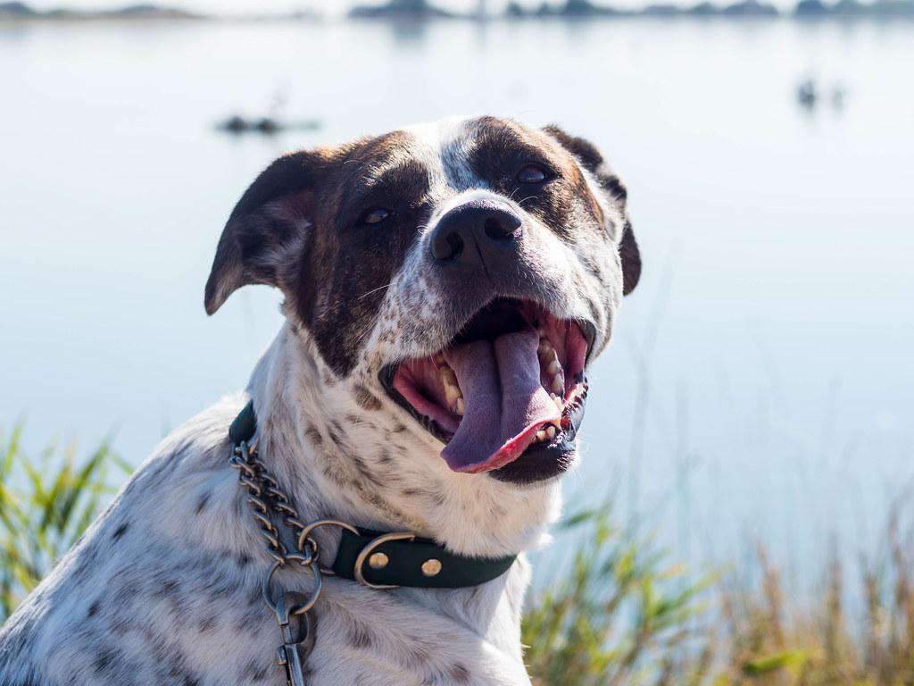 Consistency and Patience: Keys to Successful Leash Training