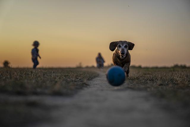 Assessing Risks and Safety Concerns in Dog Parks