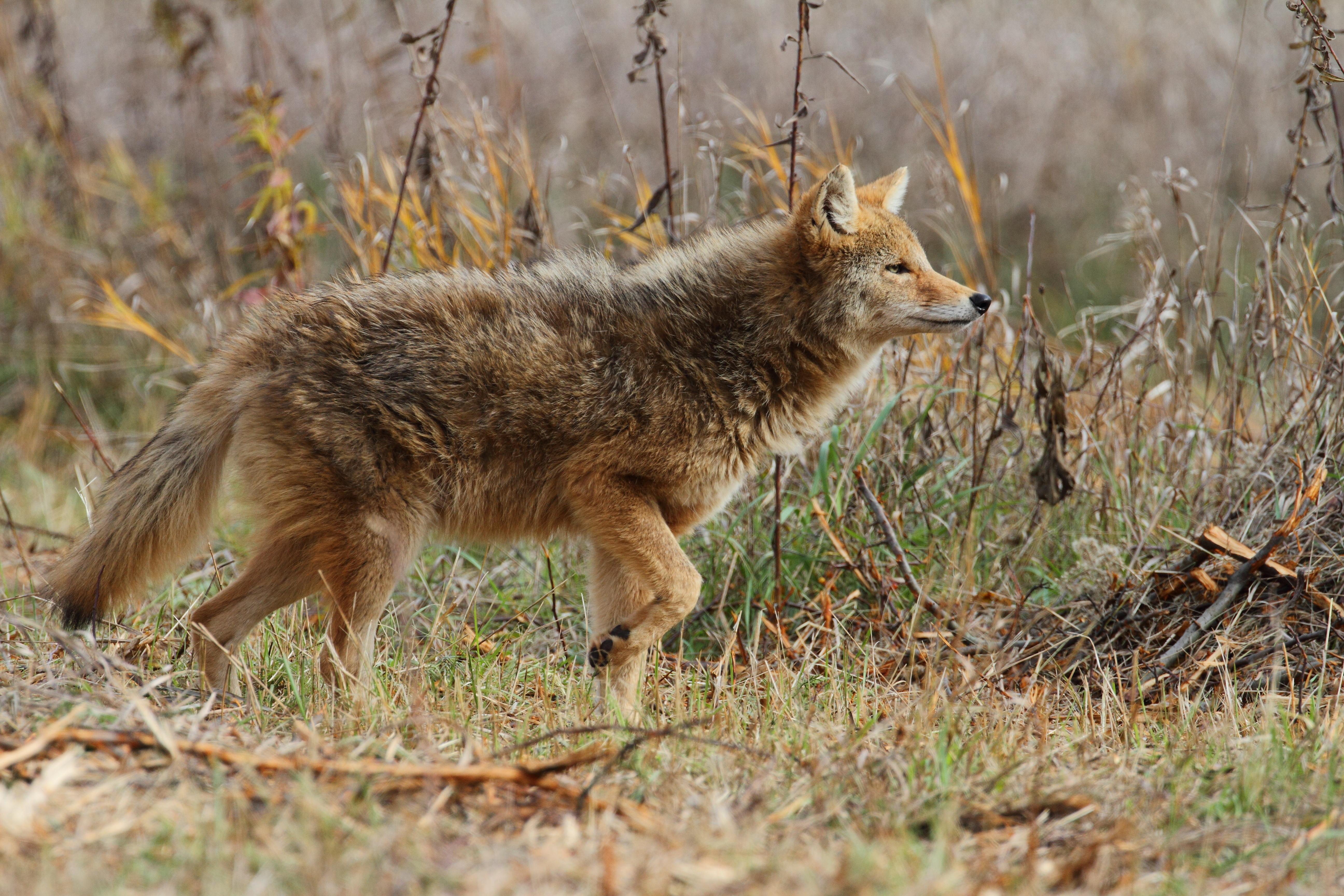 Understanding Canine Fear: A Deep Dive into the Causes