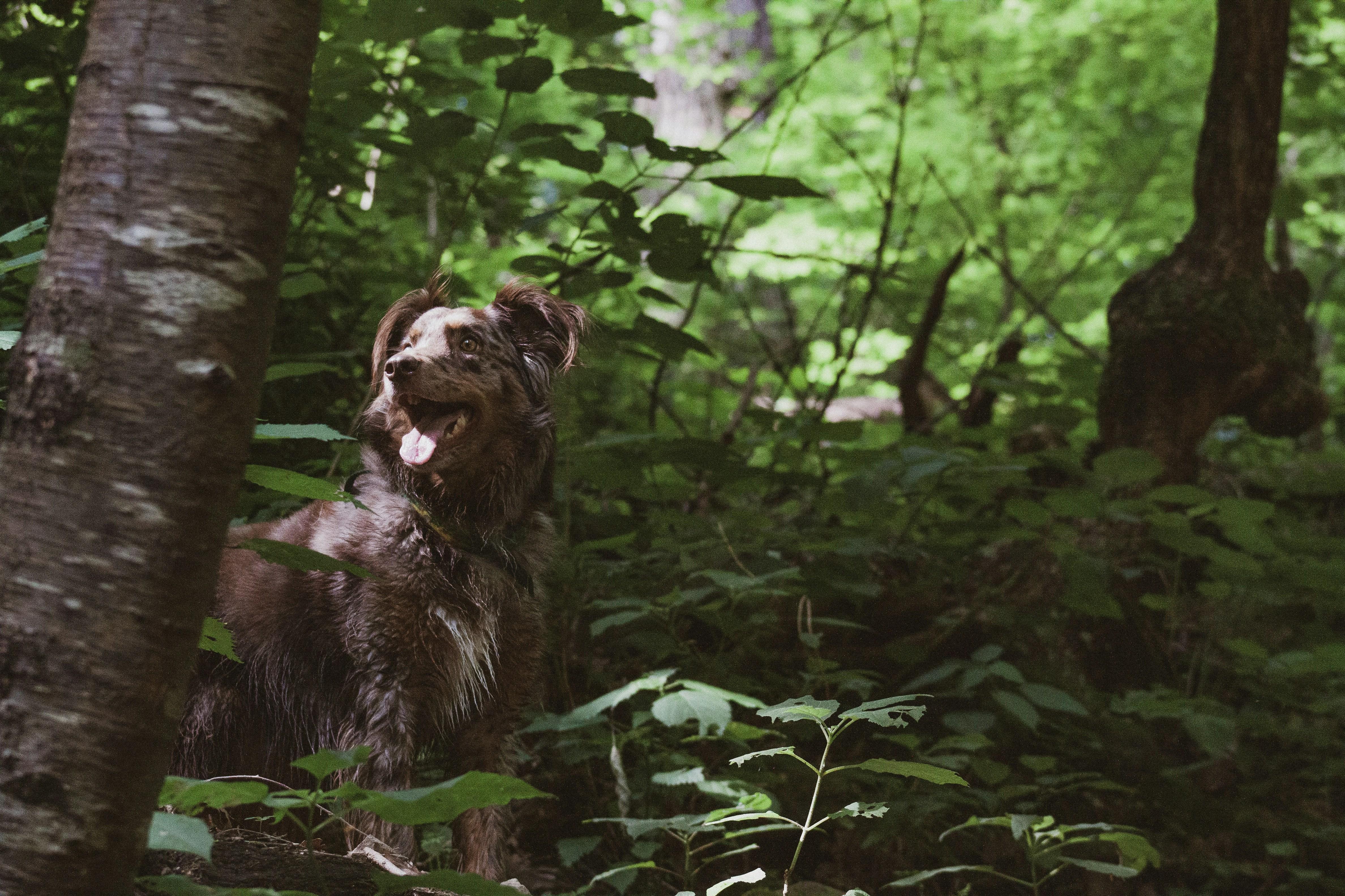 Understanding Your Dogs Signals‌ and Timing