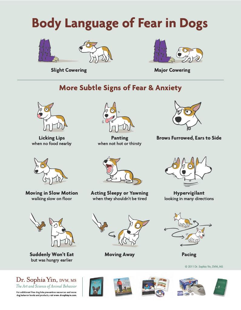 Decoding Body Language: What Your Pet is Really Saying