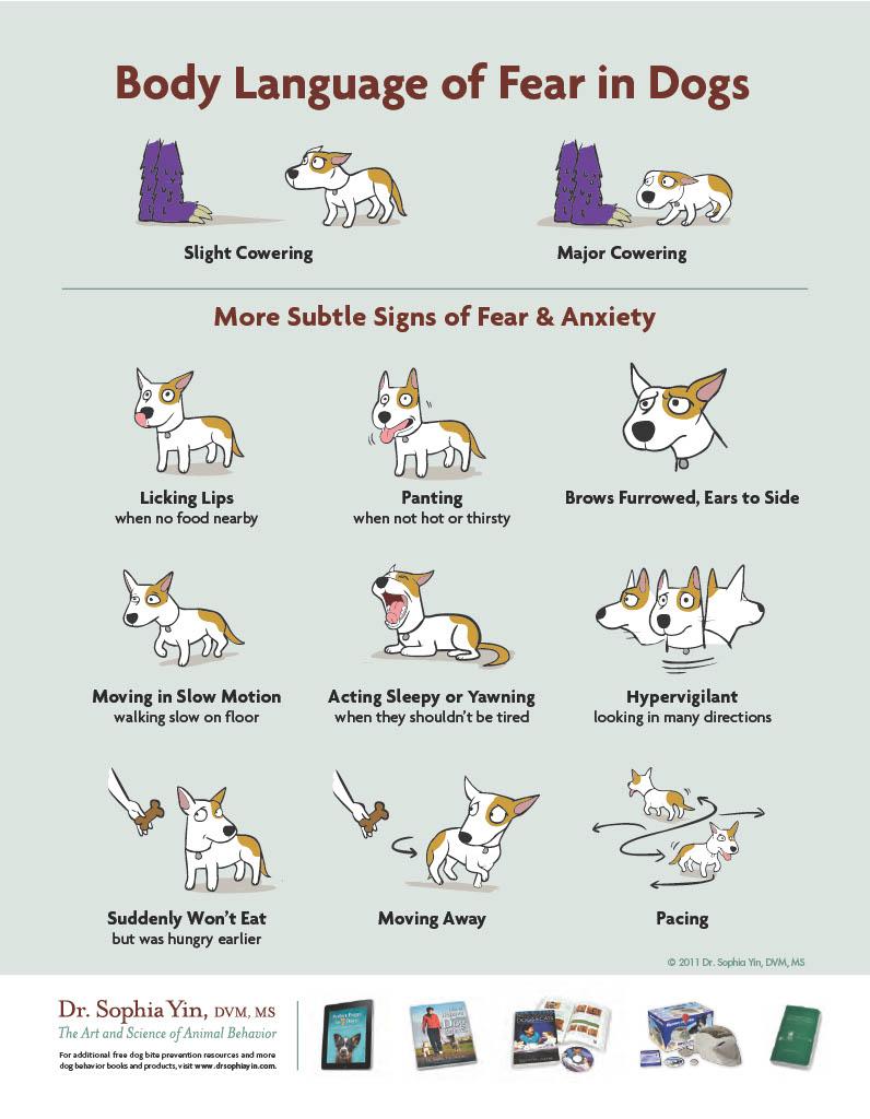 Reading Canine Body Language to Foster Safe Socialization