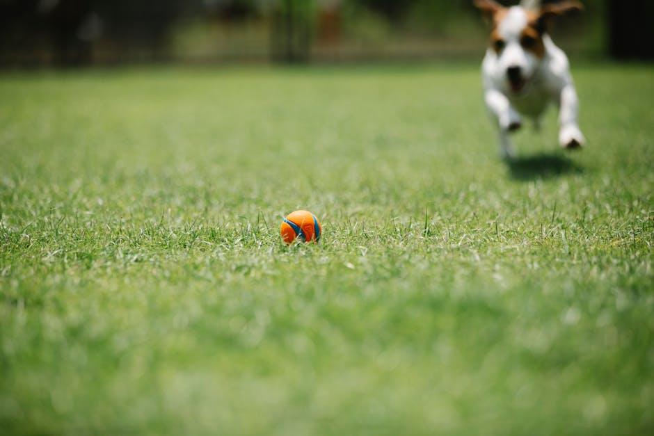 Understanding‍ the ​Root Causes of Chasing Behavior