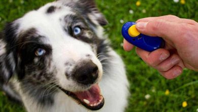 Are Clicker Training Methods Effective for All Dogs