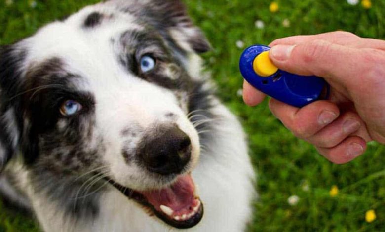 Are Clicker Training Methods Effective for All Dogs