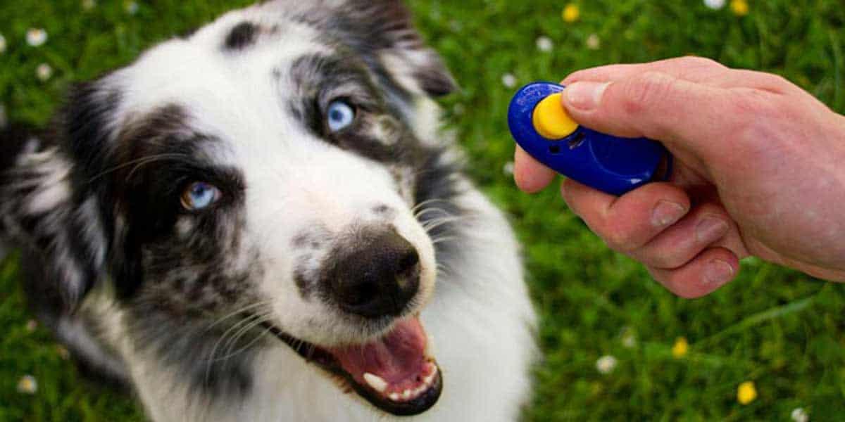 Are Clicker Training Methods Effective for All Dogs