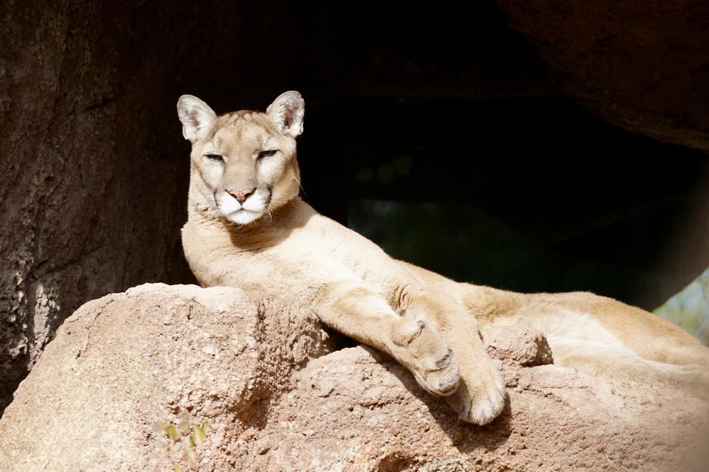 Practical Techniques for Implementing Positive Reinforcement Strategies