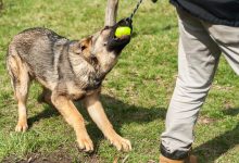 Should High-Drive Dogs Be Trained More Rigorously Than Others