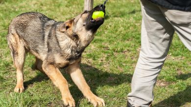 Should High-Drive Dogs Be Trained More Rigorously Than Others