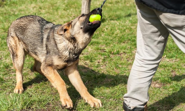 Should High-Drive Dogs Be Trained More Rigorously Than Others