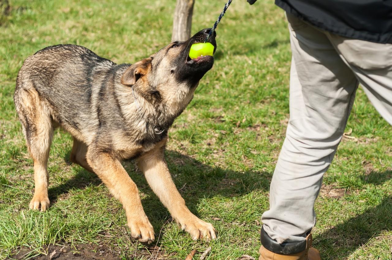 Should High-Drive Dogs Be Trained More Rigorously Than Others