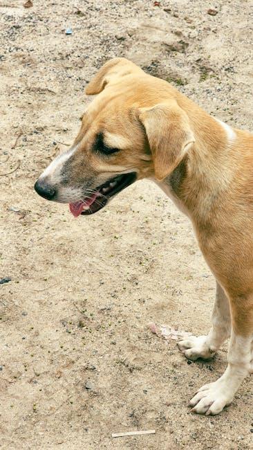 Understanding Canine Body Language