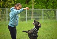 How to Use Positive Reinforcement to Train Your Dog This Year