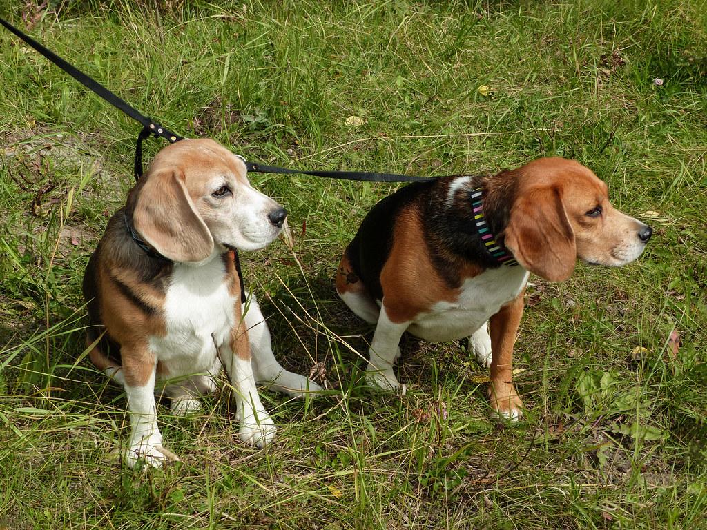 Why some dogs become overly attached to their owners