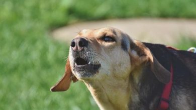 Should You Allow Your Dog to Bark Freely at Strangers