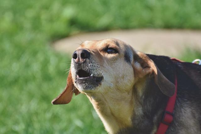 Should You Allow Your Dog to Bark Freely at Strangers