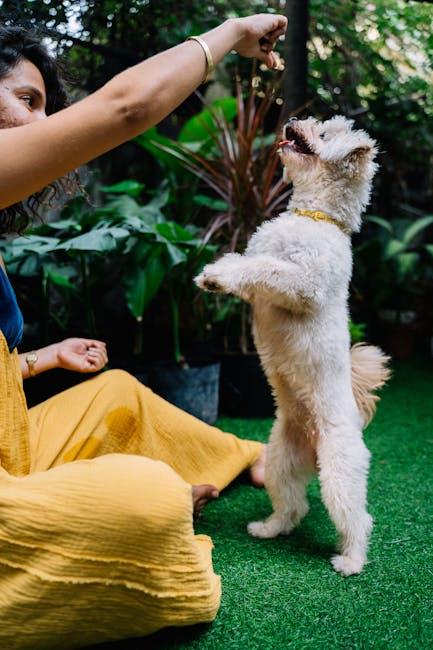 Training dogs to stop jumping on strangers with behavior correction