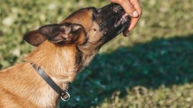 The Best Way to Correct a Dog’s Dominance Behavior