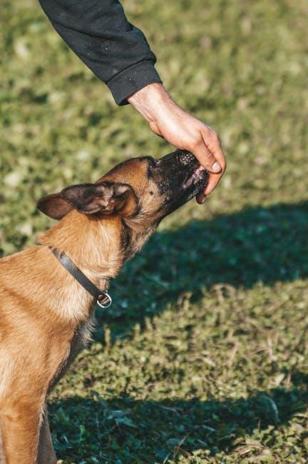 The Best Way to Correct a Dog’s Dominance Behavior