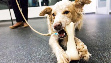 How to stop a dog from chewing on electrical cords