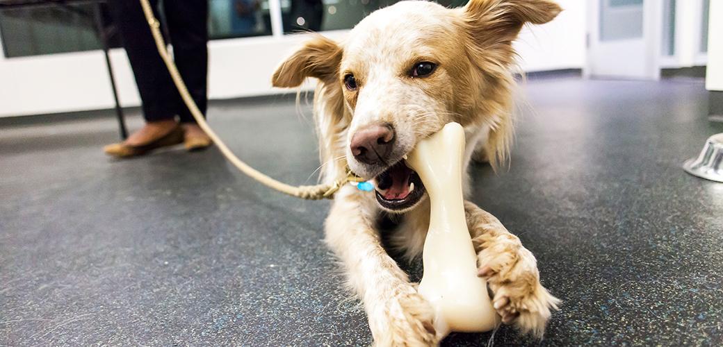 How to stop a dog from chewing on electrical cords