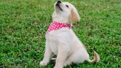 The Best Treats to Use in Reward-Based Training for Puppies