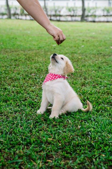 The Best Treats to Use in Reward-Based Training for Puppies