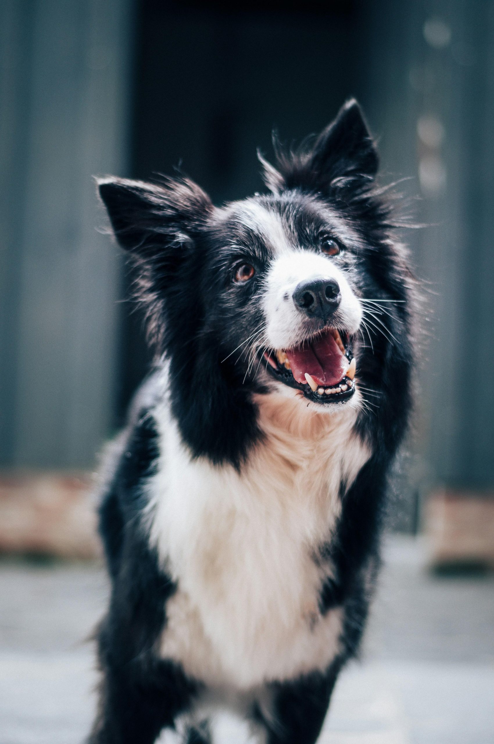 Advanced Techniques for Stopping Dog Aggression Towards Strangers