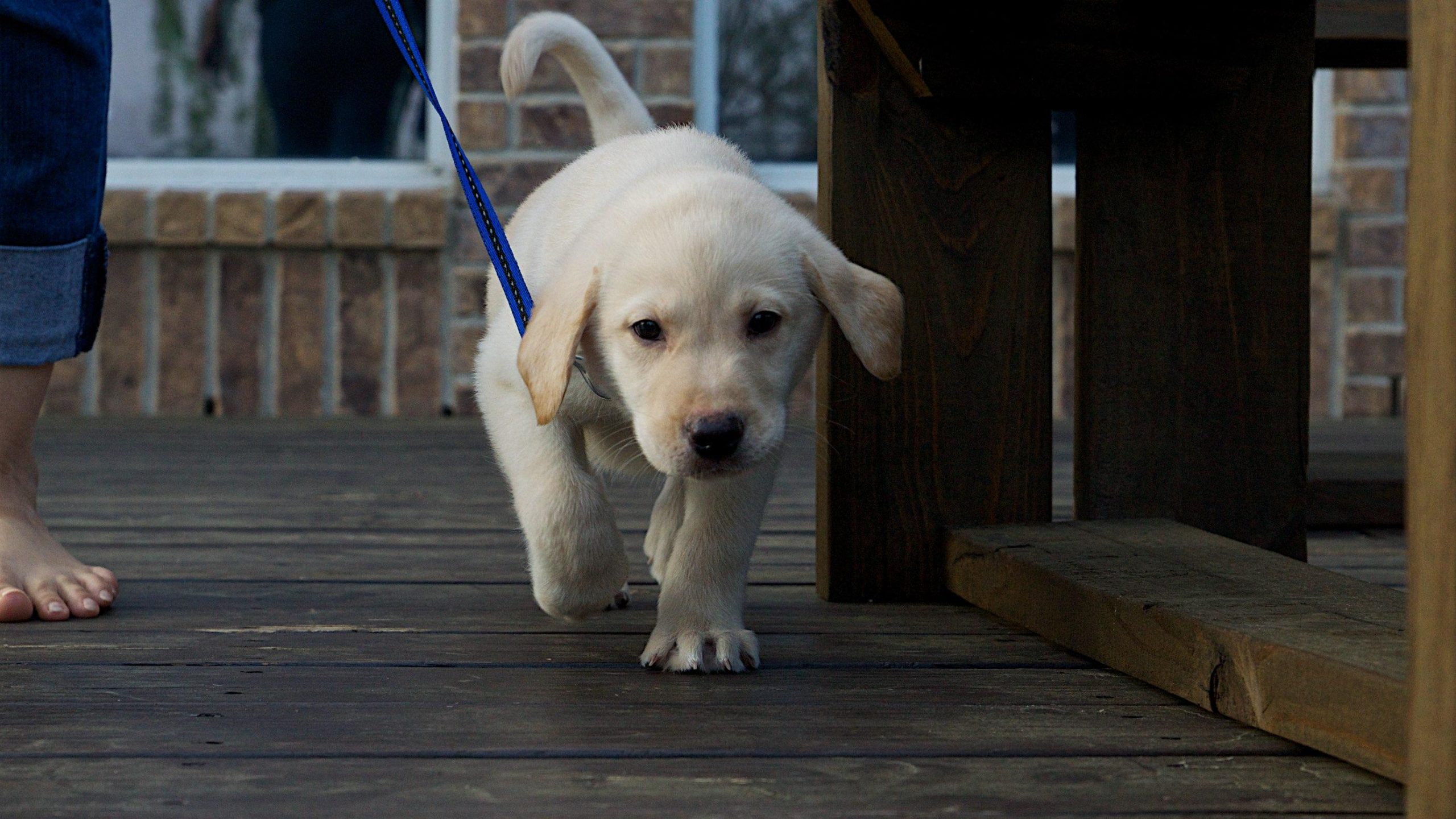 How to Train a Dog to Walk Nicely on a Leash