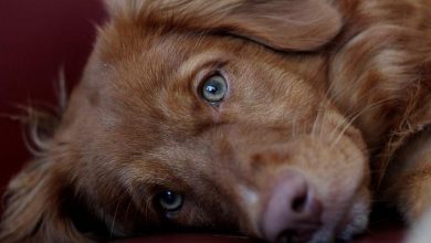 Training Your Puppy to Greet People Calmly