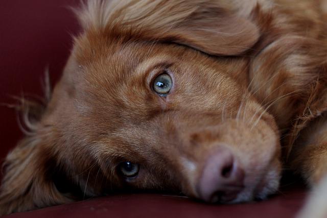 Training Your Puppy to Greet People Calmly