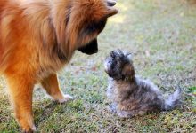 Should You Allow Your Dog to Interact With All Types of Dogs