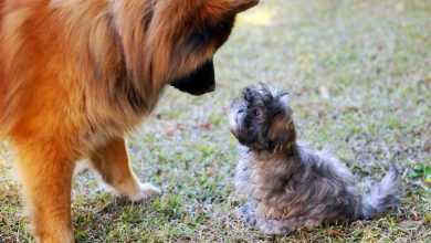 Should You Allow Your Dog to Interact With All Types of Dogs