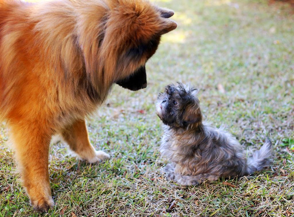 Should You Allow Your Dog to Interact With All Types of Dogs