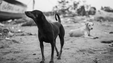 Best methods to help your dog adapt to busy public places