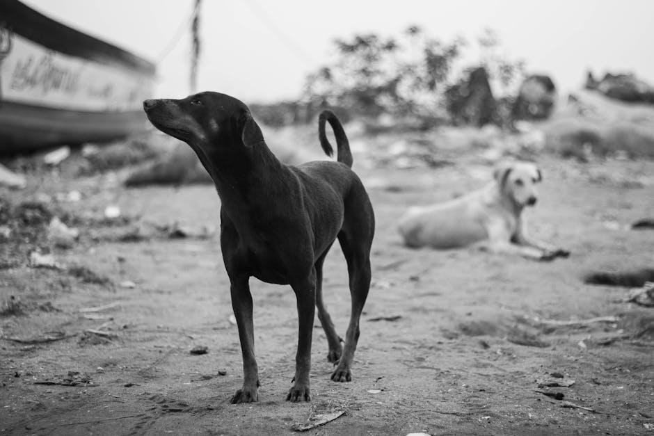 Best methods to help your dog adapt to busy public places