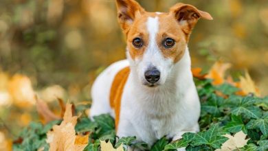 The Cognitive Differences Between Dogs and Cats