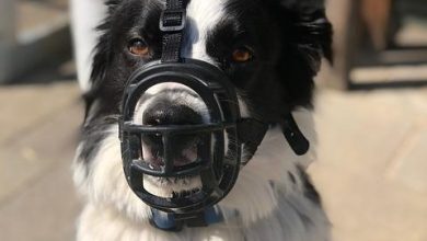 Is Muzzle Training Cruel or Necessary for Aggressive Dogs